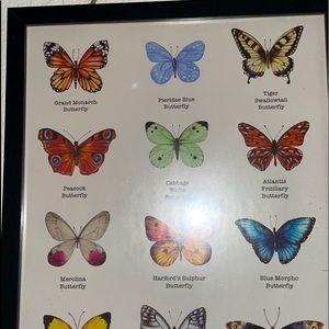 A butterfly description photo